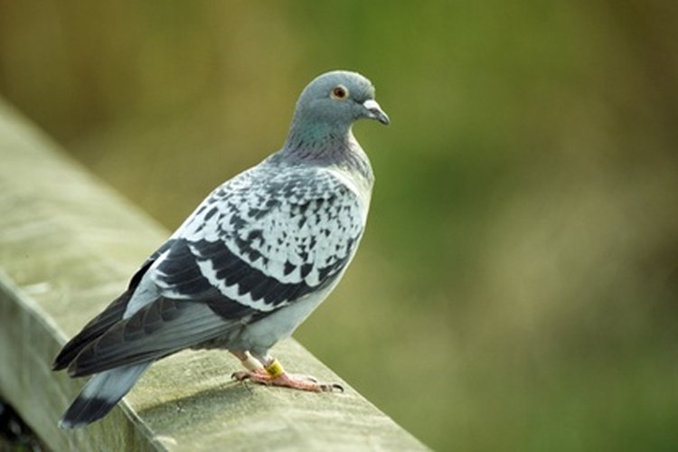 Las palomas mensajeras transportaron mensajes durante la Primera Guerra Mundial.