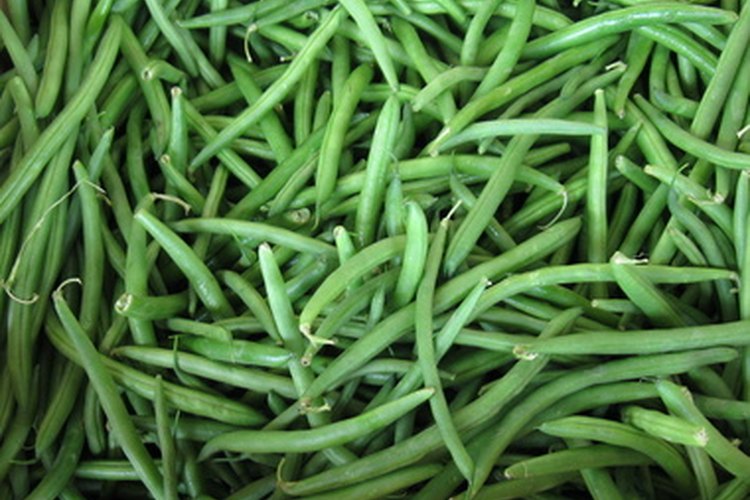Los frijoles o habas verdes, son posiblemente las semillas más comúnmente usadas en proyectos de ciencia.
