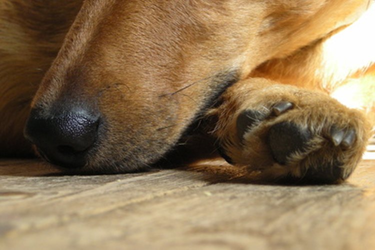 Las almohadillas de las patas de los perros están expuestas a muchos riesgos potenciales en su actividad diaria.