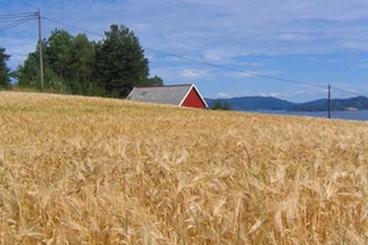 El cultivo de avena es importante en Estados Unidos.