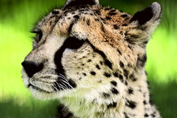 Los grandes gatos son opciones populares para disfraces con temática de selva.