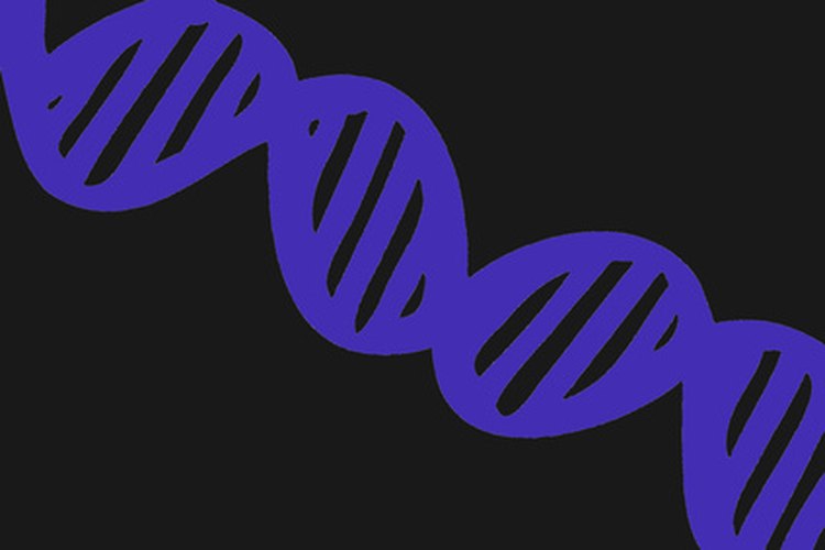 El ADN es una estructura de doble hélice.