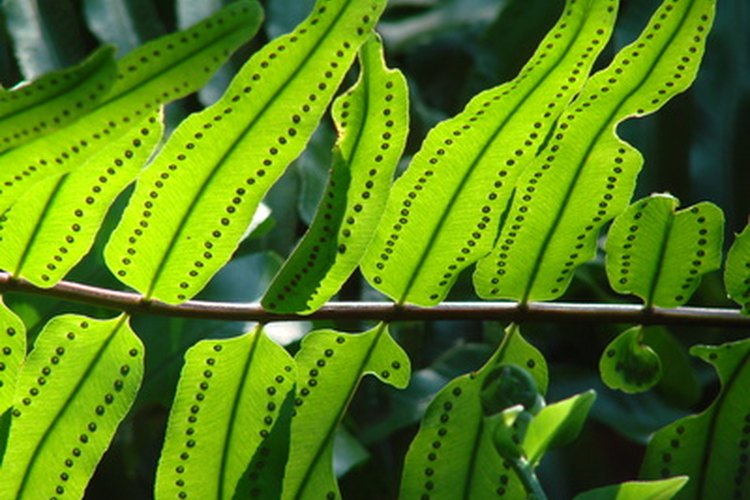Los botánicos colocan a las plantas homospóricas más abajo en la escala evolutiva con relación a las heterospóricas.