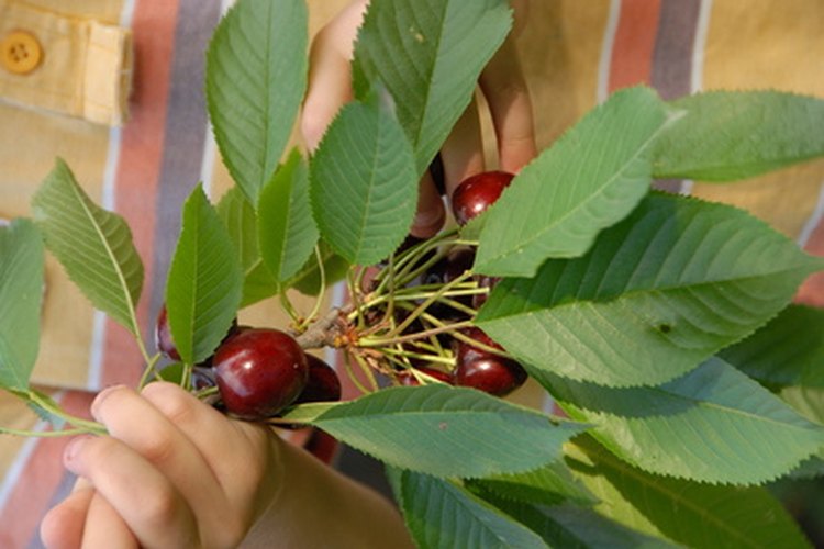 Planta la semilla de cereza estratificada directamente en la tierra.