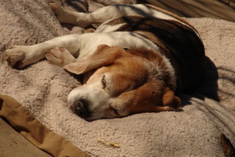 Perro con síntomas de sepsis.