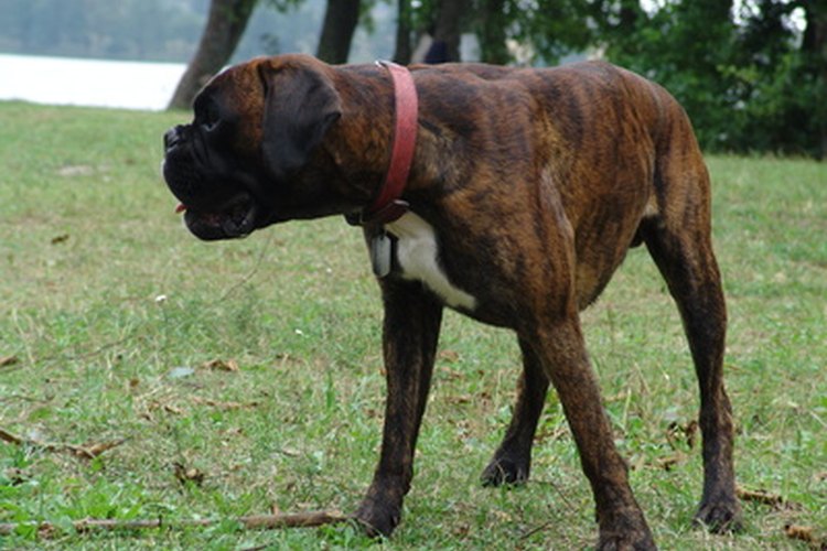 Los boxers son los más propensos a padecer colitis.