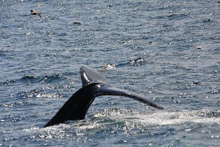 Muchas sociedades continúan utilizando elementos hechos a base de partes de ballenas.
