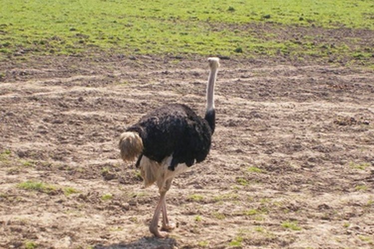 Las patas de un avestruz son poderosas.
