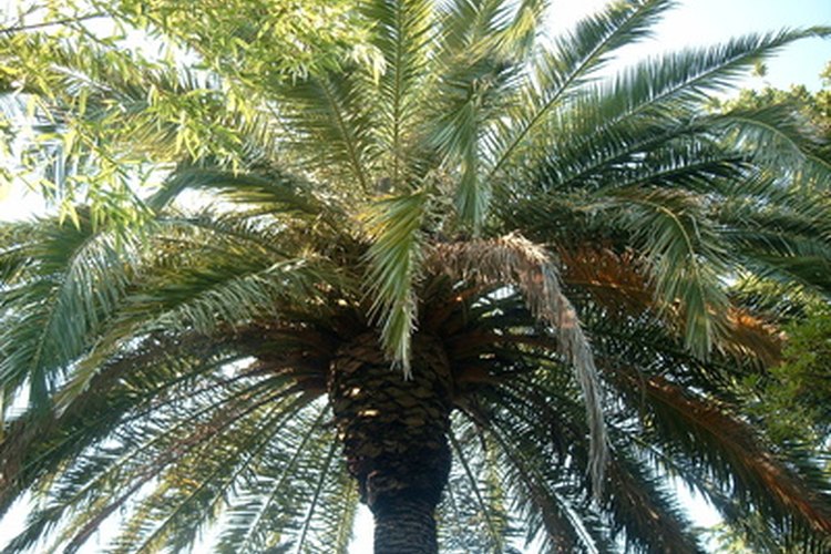 Las palmeras altas sobrecargadas.