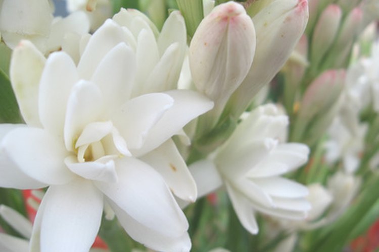 El nardo es una flor tropical.