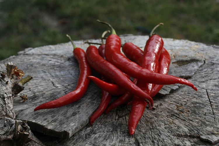 Los chiles de tabasco son utilizados para hacer la salsa tabasco.