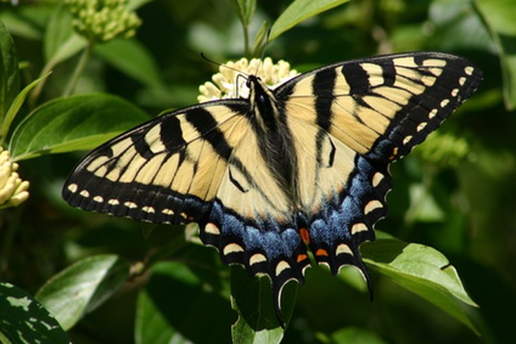 El proceso de transformación de una oruga a mariposa puede llevar de 10 días a varios meses.