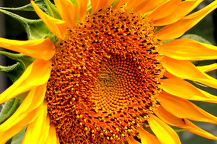 ¿Qué se come a los girasoles?