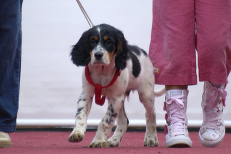 Las infecciones pulmonares en los perros pueden causar neumonía.