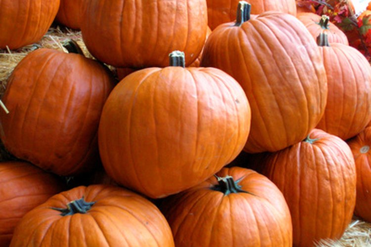 Tus cultivos de otoño, como las calabazas, necesitan gran cantidad de luz solar para tener una buena cosecha.