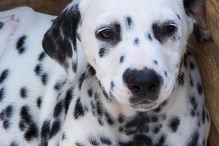 Desparasitar a tu mascota es parte del bienestar general del animal.
