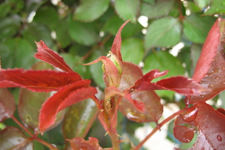 Las hojas del rosal pueden cambiar de color por una variedad de razones.