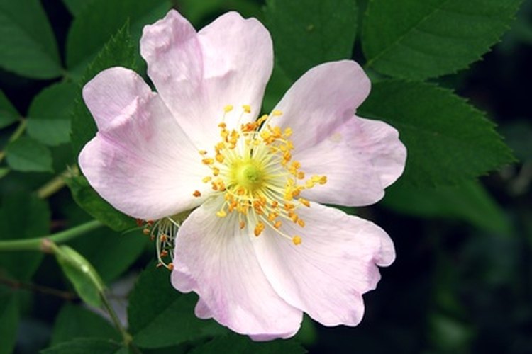 Los rosales grandiflora son una combinación de los híbridos y la floribunda.