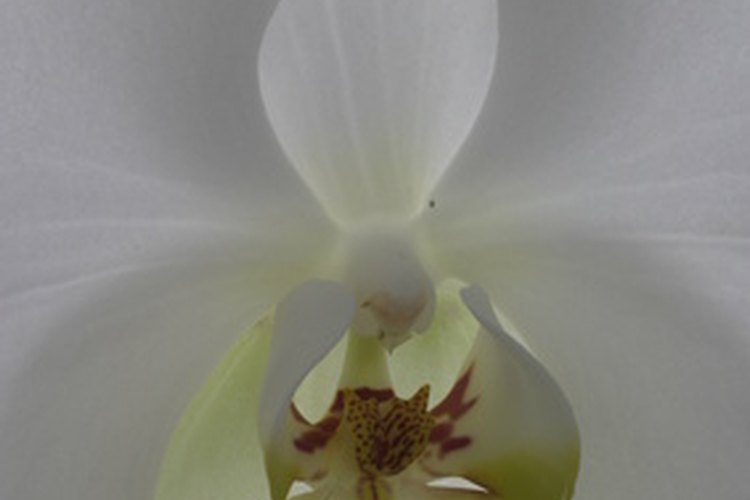 La orquídea blanca es tanto sensual como pura.