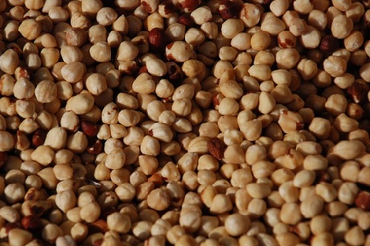 El aceite de avellana es costoso. Ahorra dinero haciéndolo en casa.