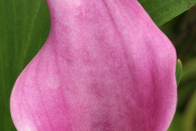 Una flor de cala puede albergar una vaina para cultivar otras plantas.