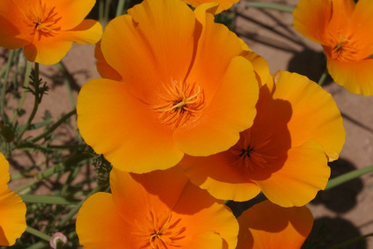 Amapolas de Arizona vibrantes.