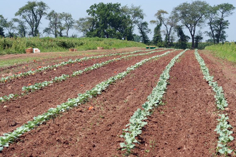 Los agricultores, productores de fertilizantes, transportistas y procesadores trabajan en conjunto de manera compleja para generar el suministro de alimentos del mundo.