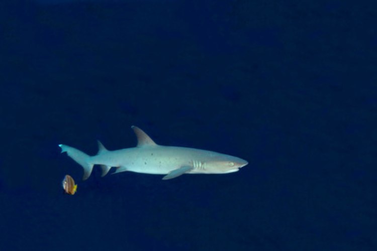 La mayoría de los tiburones migran cada año.