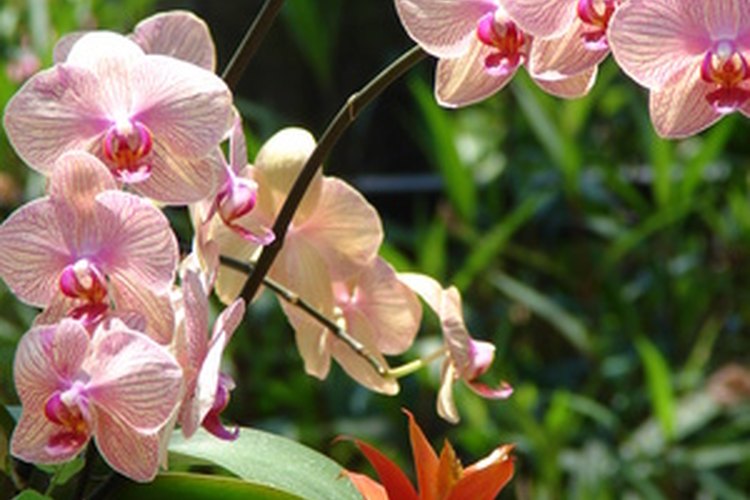 Las orquídeas son buenas opciones para espacios de jardín pequeño.
