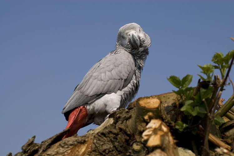 Un Congo africano gris; nótese la cola roja.