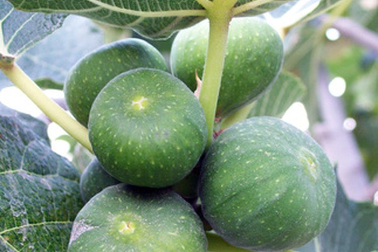 Las higueras desarrollan frutos de gran tamaño, incluso la enana.