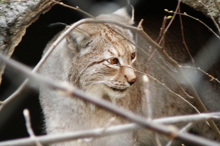 Los gatos monteses están en peligro de extinción.