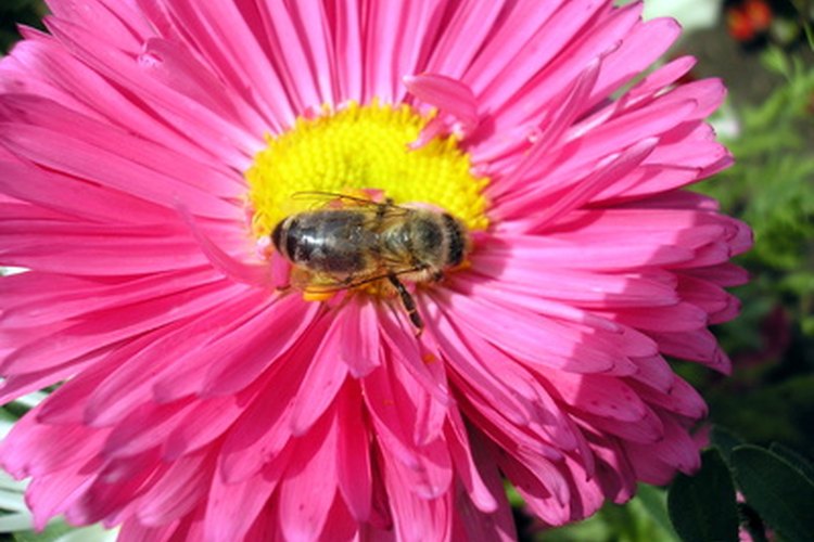 Las fuentes naturales de alimento de las abejas mieleras son el polen y el néctar.