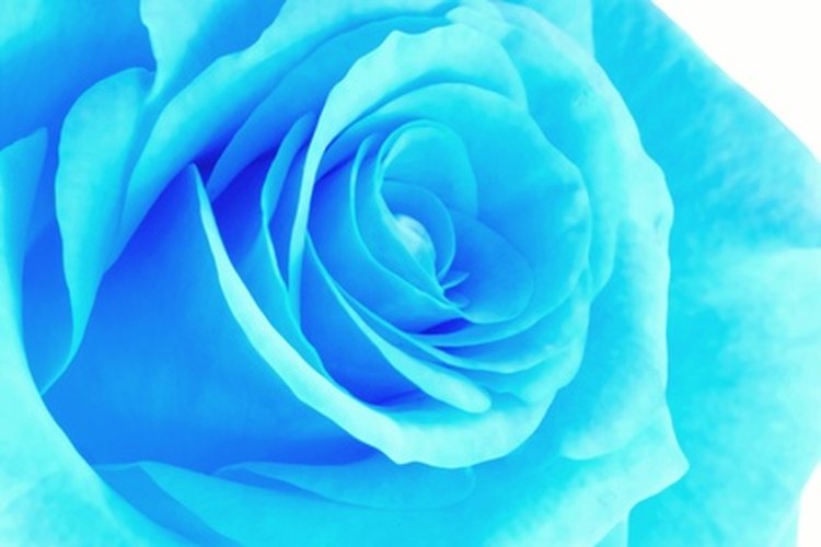 En el pasado, las rosas azules se hicieron usando un colorante azul en las rosas blancas.