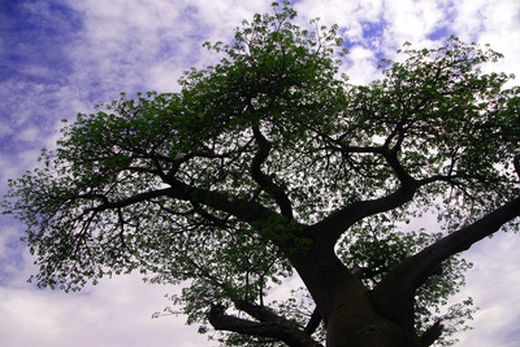 Un arbol Baobab.