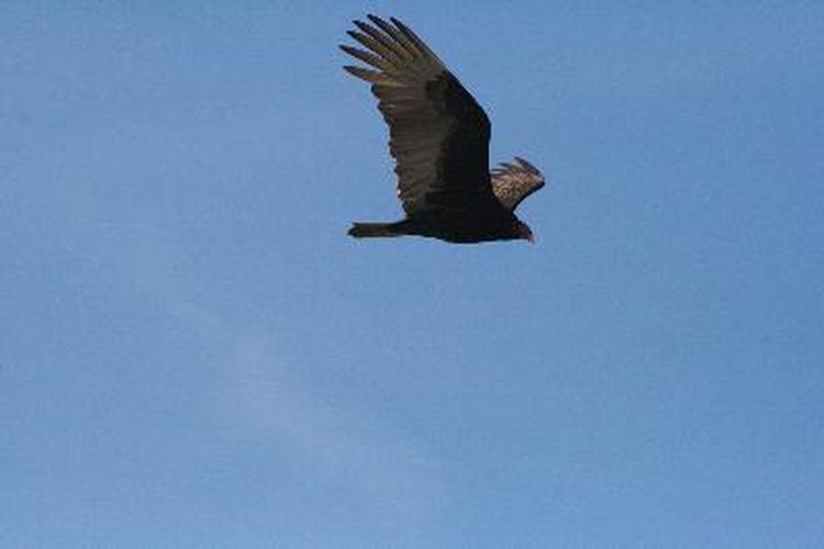Buitre volando.