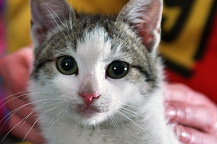 Un gato sano en general se puede ver fascinado por el agua.