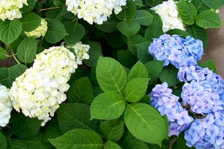 La mayoría de las hortensias disfruta del sol pleno de la mañana y la sombra de la tarde.