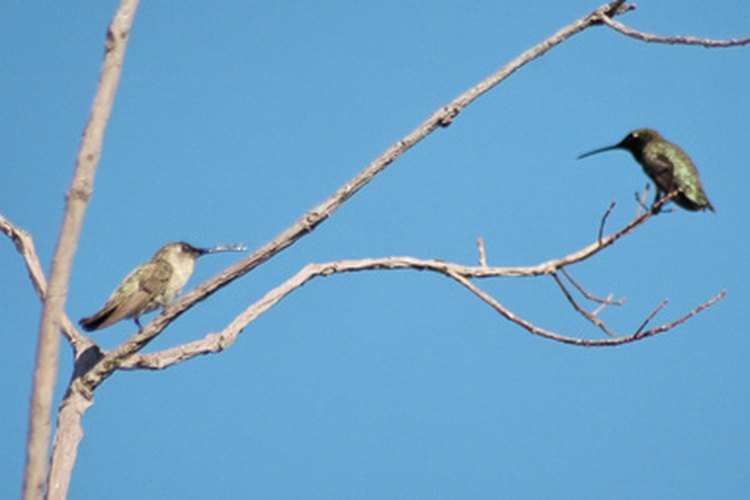 Aprende cómo se aparean los colibrís.
