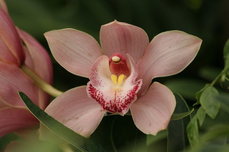 Orquídea.