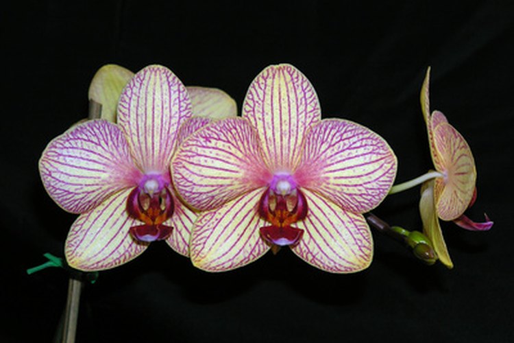 La gracia y el color exótico de las orquídeas parece decir "Me vería de maravilla en tu mesita".