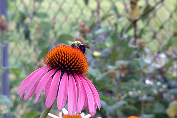 Una abeja polinizando una flor cónica.