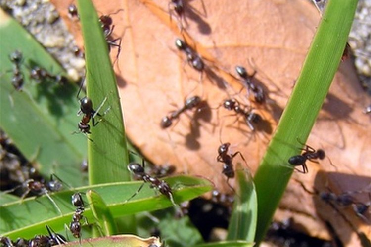 Las hormigas son criaturas fascinantes de observar.