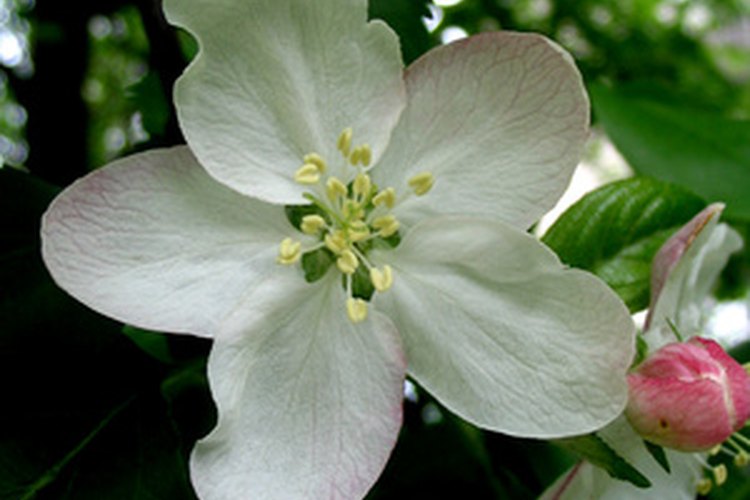 El azahar es la flor del estado de Florida, que es nativa del sudeteste asiático.