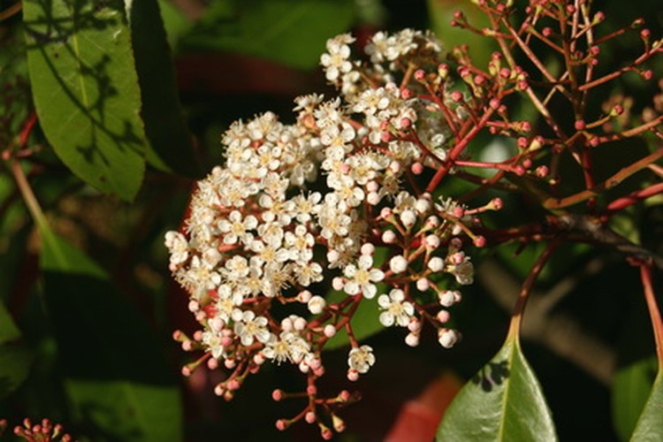 El arbusto Fotinia tiene flores blancas.
