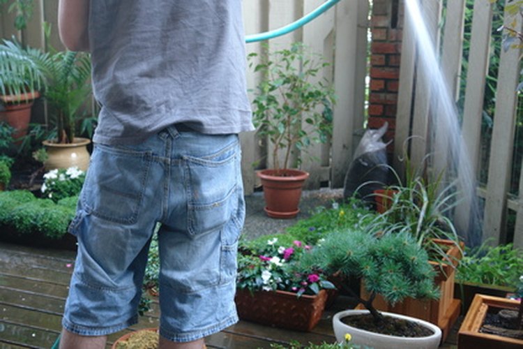 Regar las plantas regularmente las mantiene saludables y verdes.