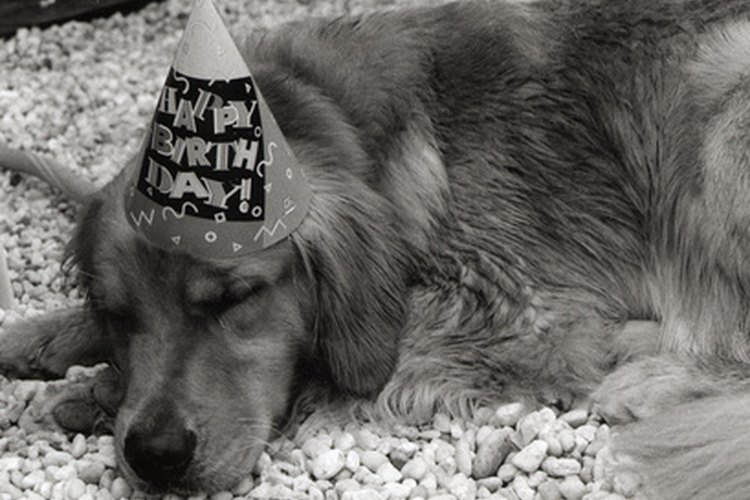 El cumpleaños del perro.