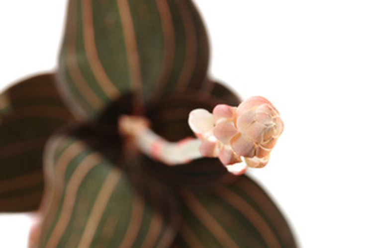 El Ludisia discolor es una variedad de orquídea joya.