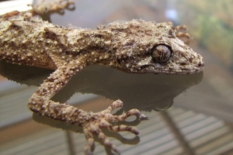 Las tiendas de mascotas venden una variedad de geckos diferentes.