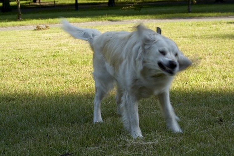Los golden retrivers que ya son adultos jóvenes seguirán actuando como cachorros.
